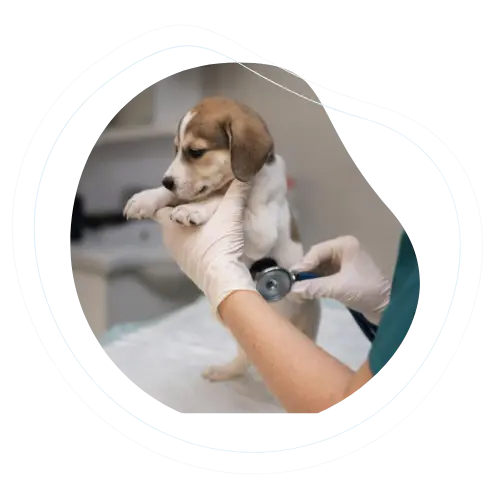 Axion veterinarian examining a puppy with a stethoscope in a clinical setting.